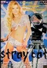 Stray Cat